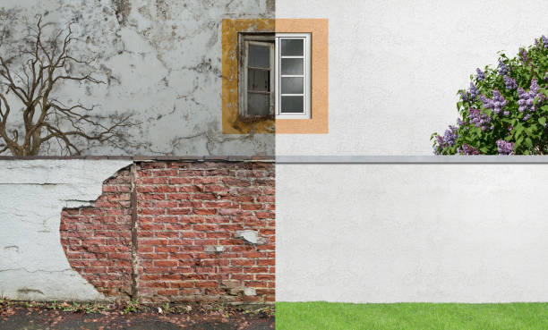Best Black Mold Removal  in Wd, AR